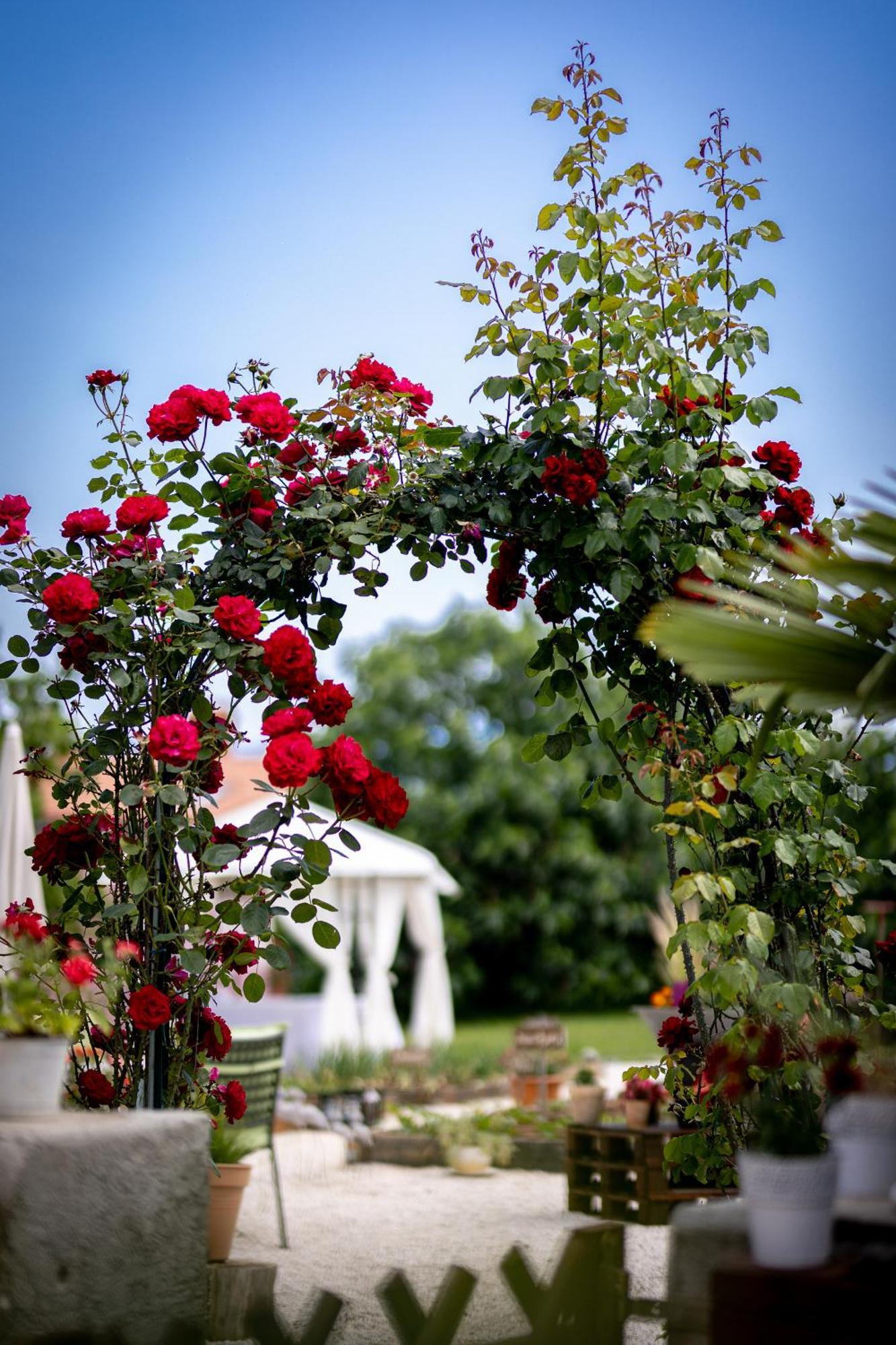 Villa Nada Lovran Dış mekan fotoğraf